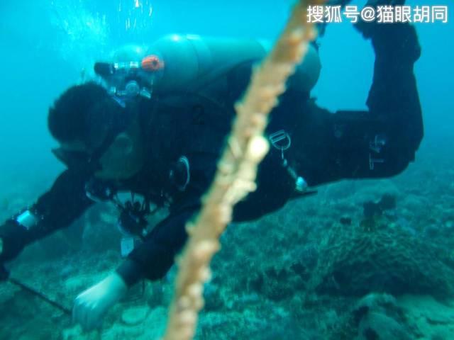 呆萌动物对对碰